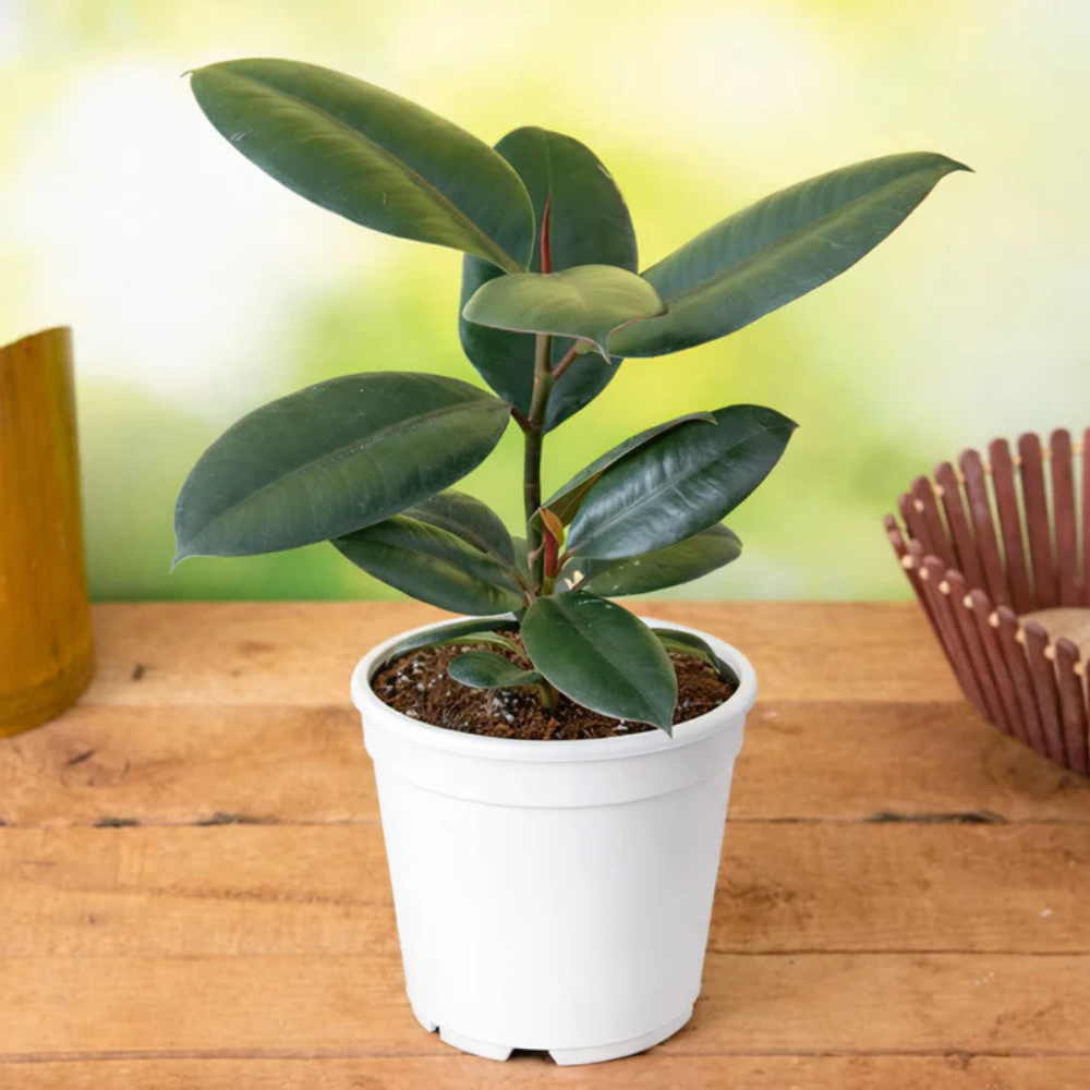 emerald rubber tree Rubber Plant – Mitty