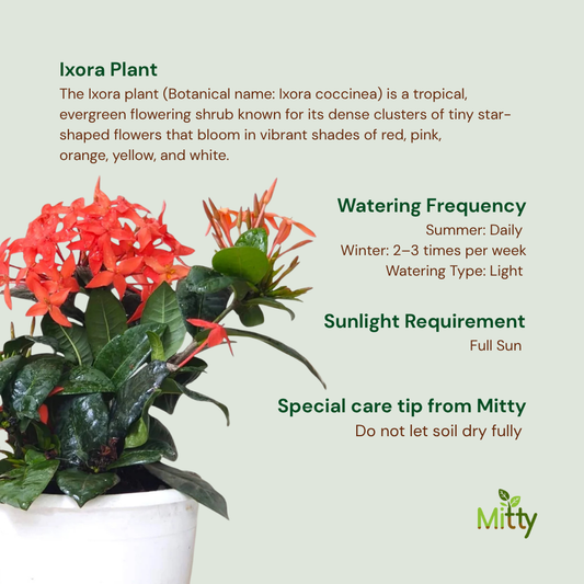 Ixora Plant