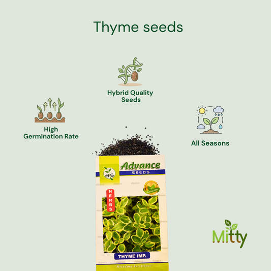 Thyme Seeds