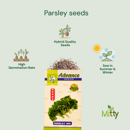 Parsley Seeds