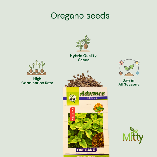 Oregano Seeds
