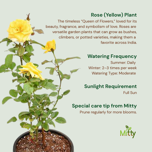 Rose (Yellow) Plant