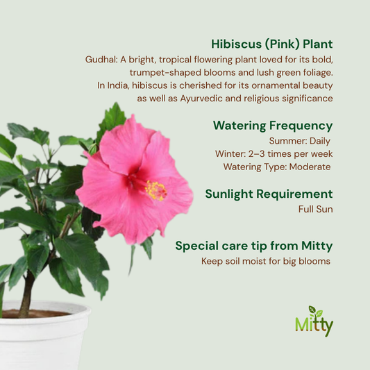 Hibiscus (Pink) Plant