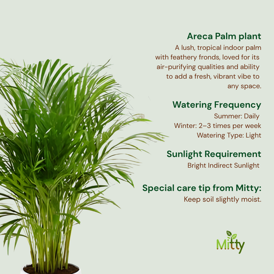Areca Palm Plant