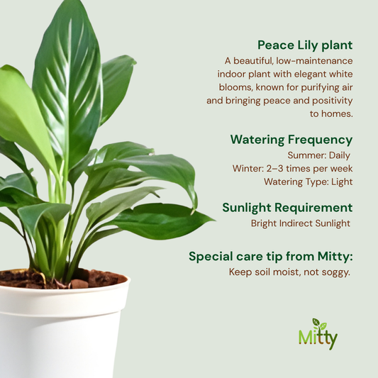 Peace Lily Plant