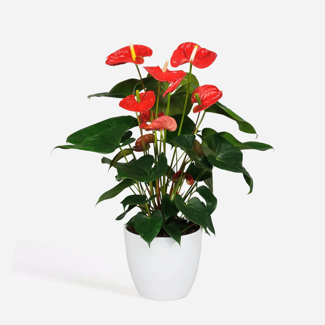 Anthurium Plant