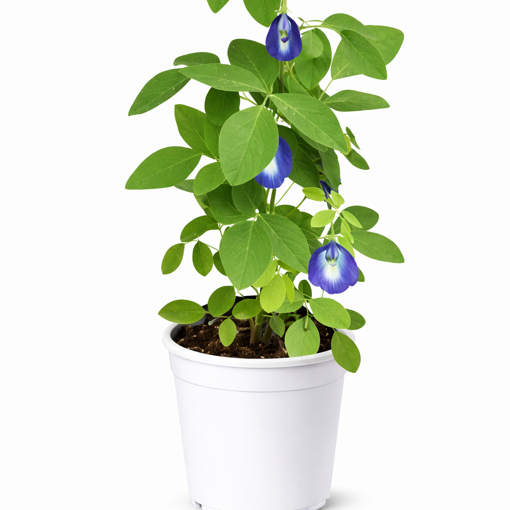 Clitorea (Aparajita) Plant