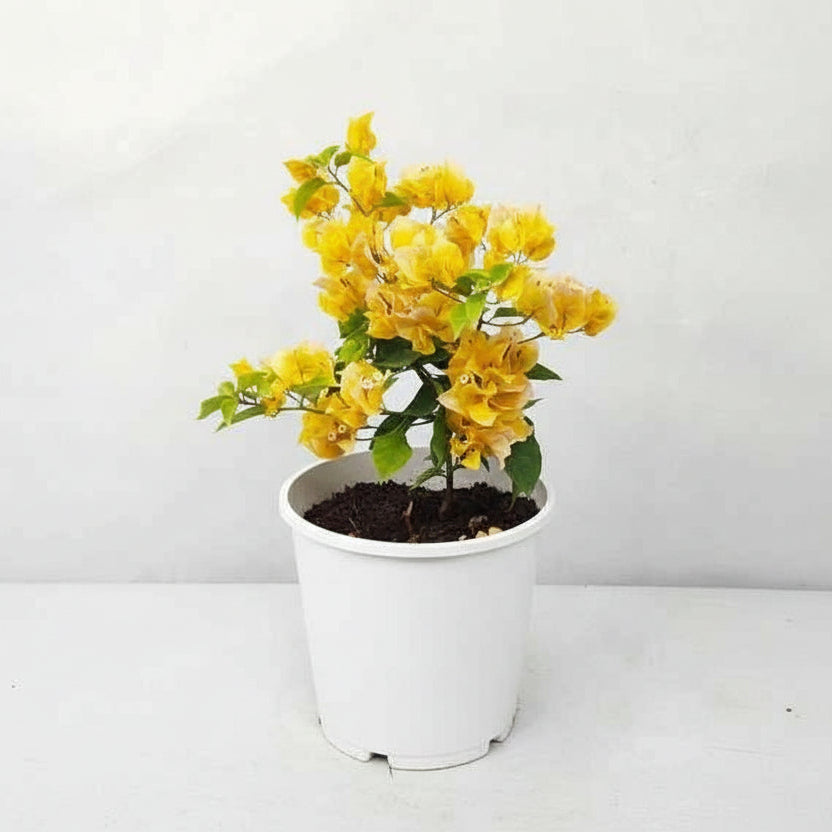 Bougainvillea (Yellow) Plant
