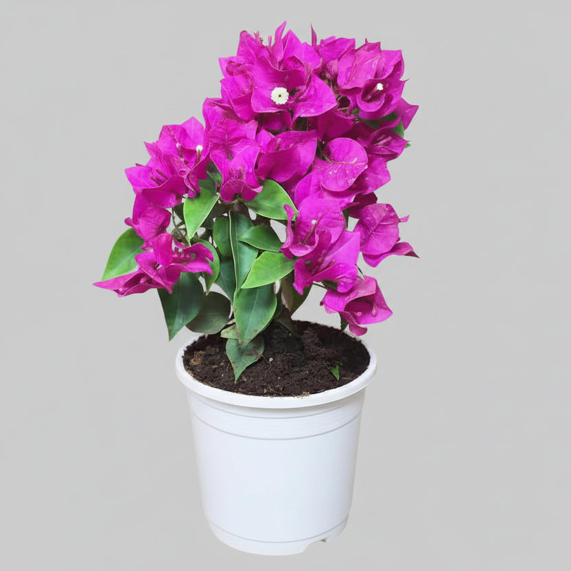 Bougainvillea (Purple) Plant