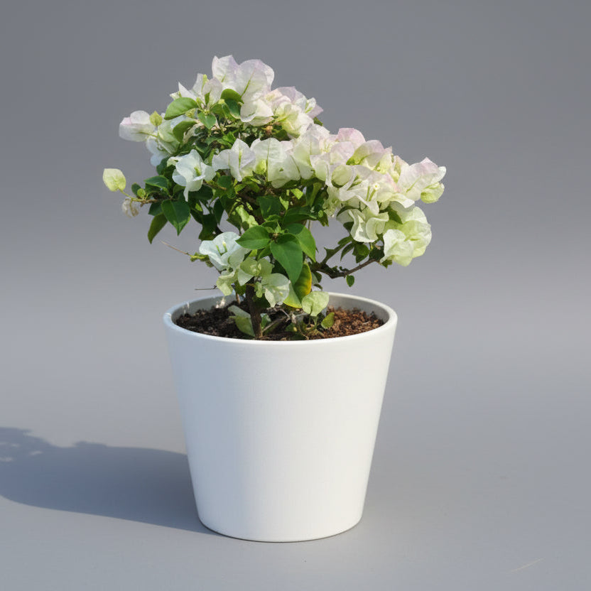 Bougainvillea (White) Plant