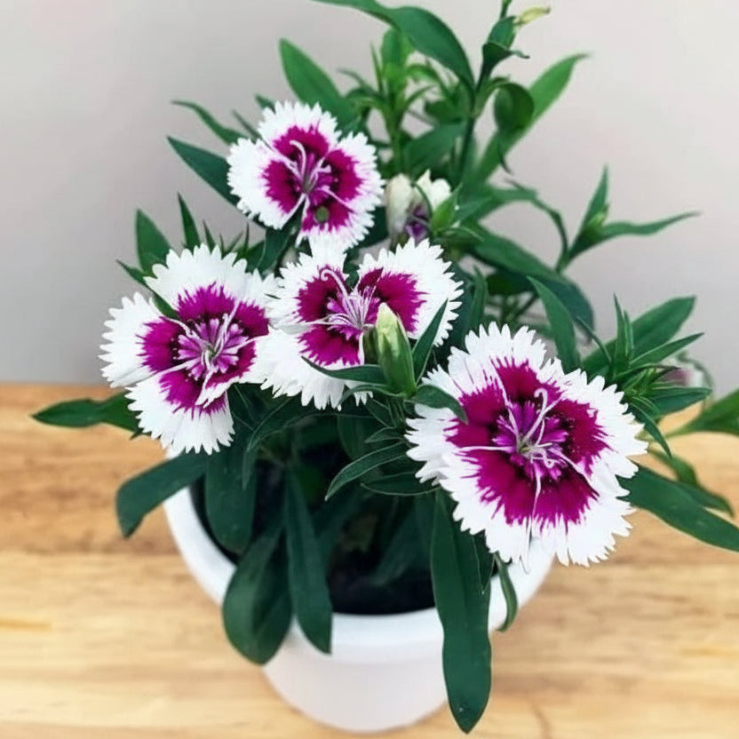 Dianthus plant