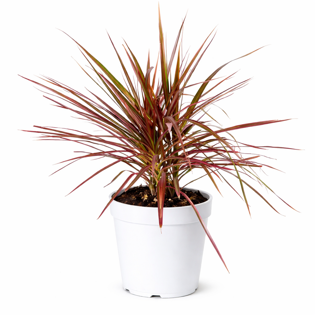 Draceana Marginata Plant