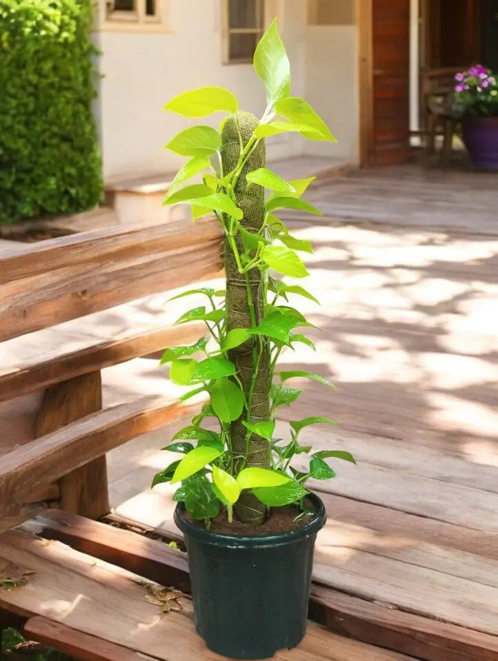 Money Plant
