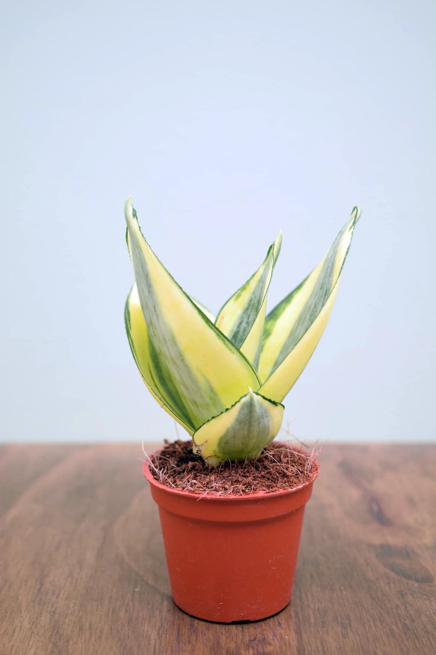 Snake Sansevieria Golden Hahnii (Bird's nest) Plant