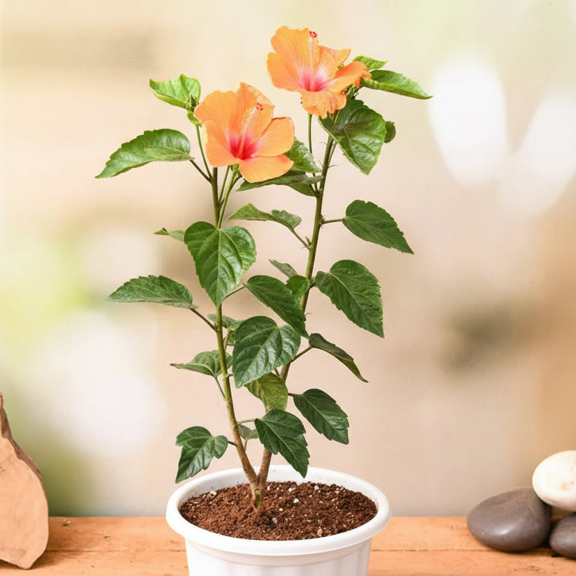 Hibiscus (Orange) Plant