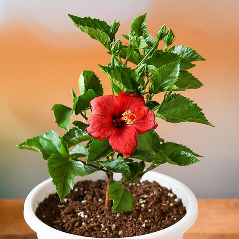 Hibiscus (Red) Plant
