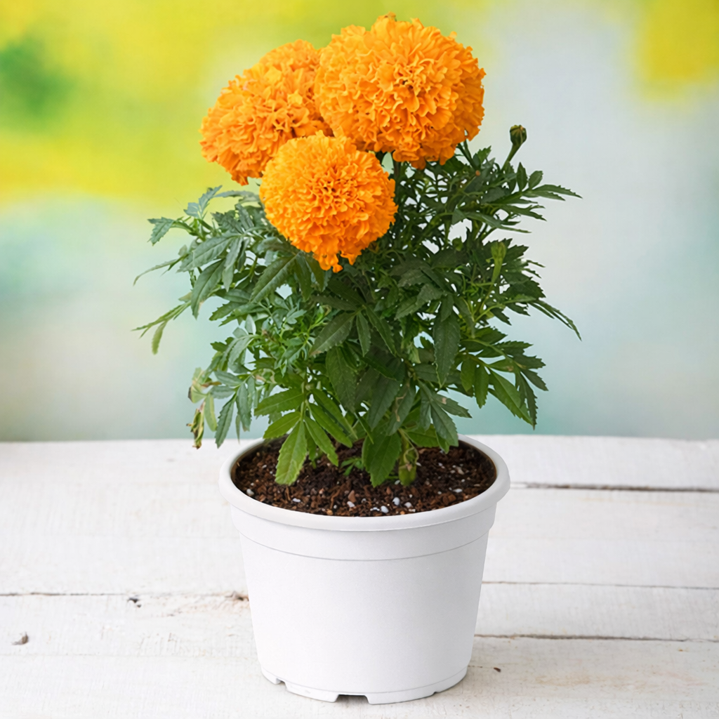 Marigold Plant