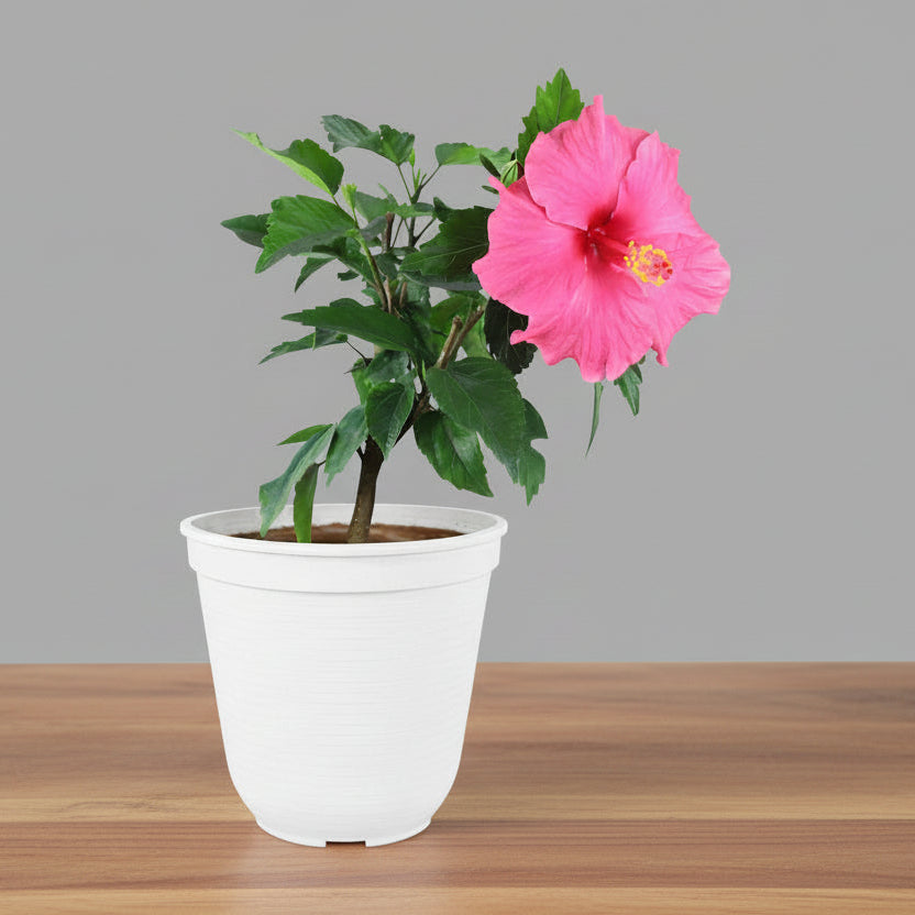 Hibiscus (Pink) Plant
