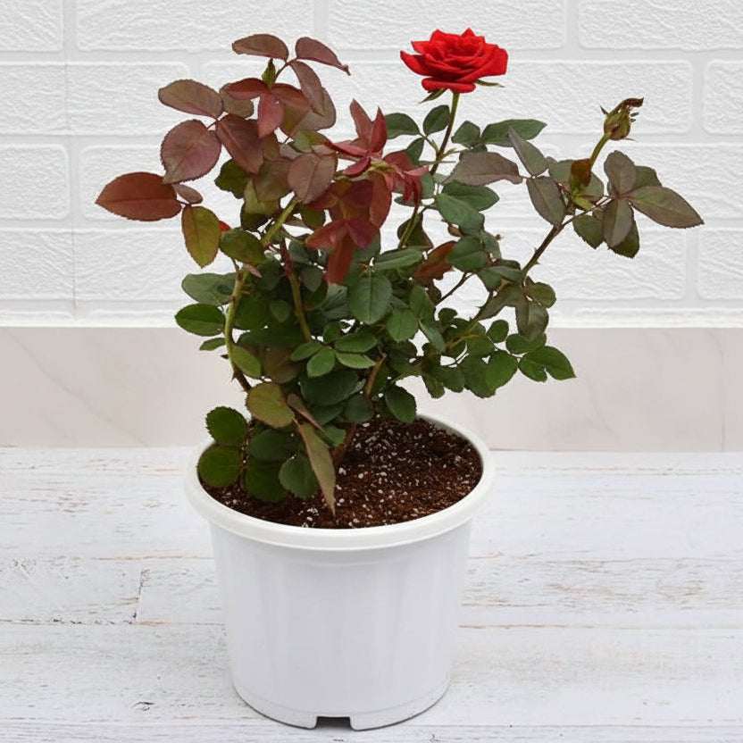 Rose (Red) Plant