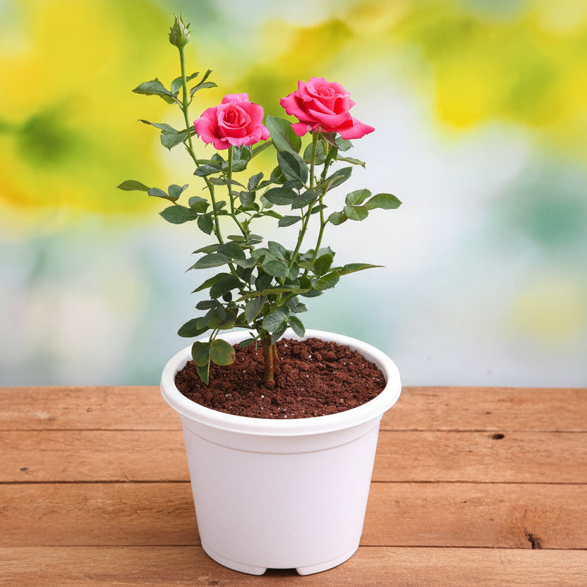 Rose (Indian Desi) Plant