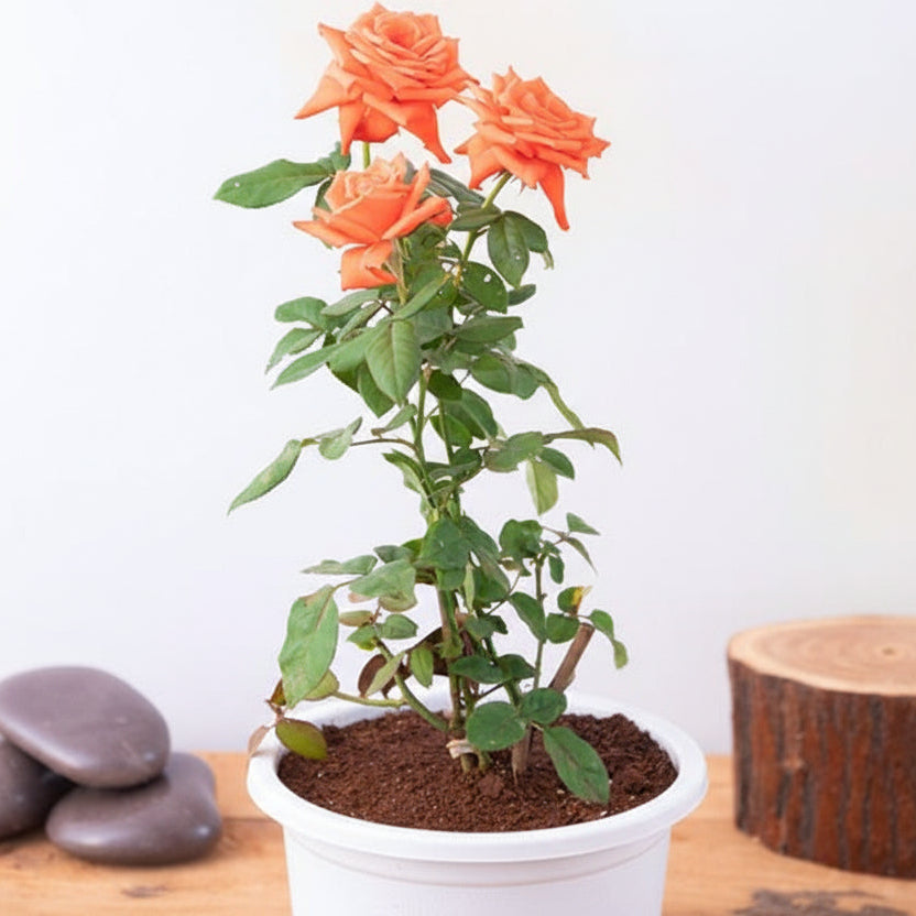 Rose (Orange) Plant