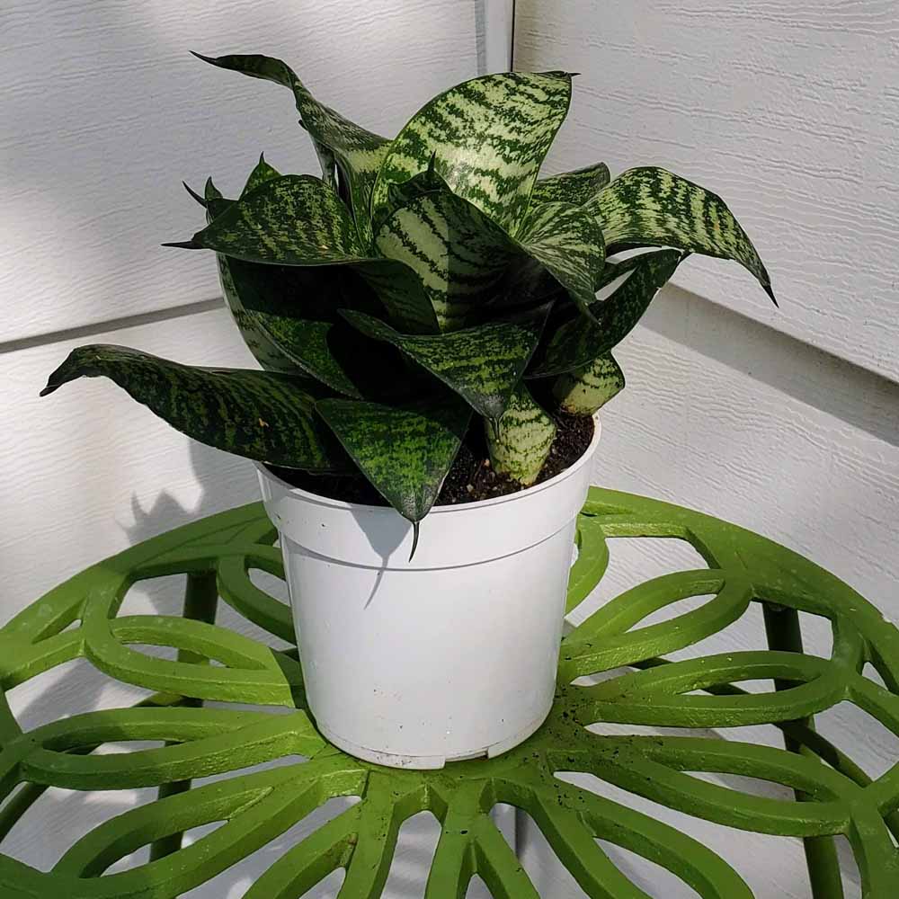 Snake Sansevieria Hahnii (Bird’s Nest) Plant