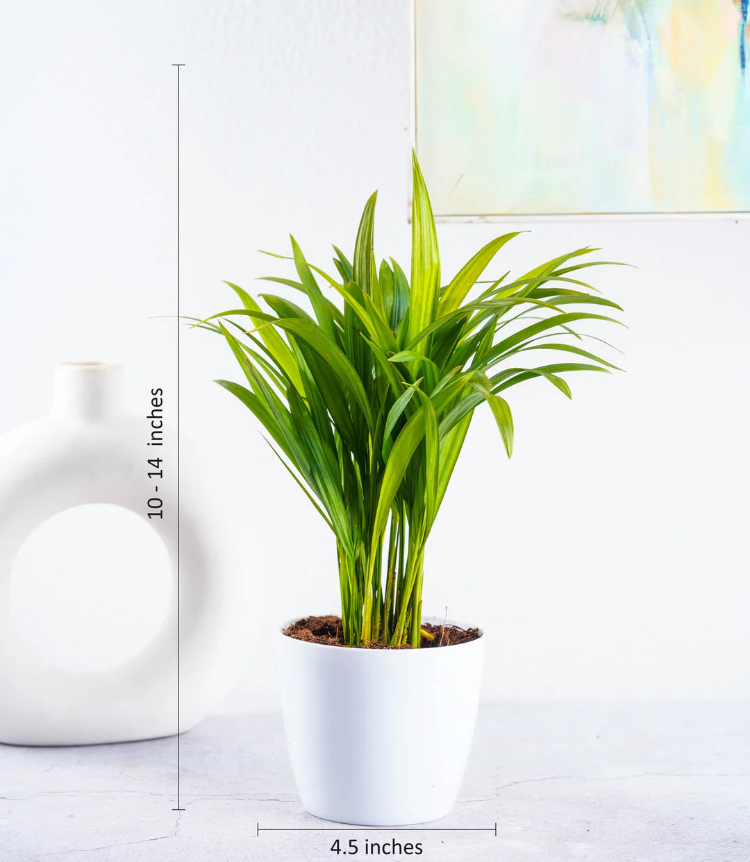 Areca Palm Plant