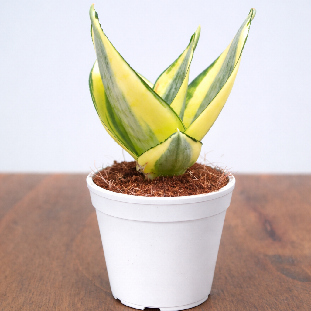 Snake Golden Hahnii Plant