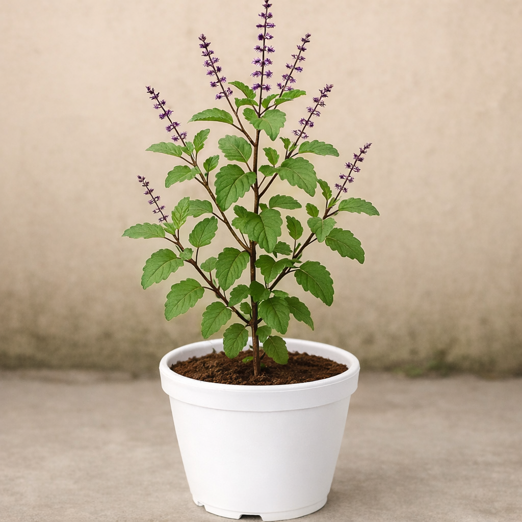 Tulsi Plant