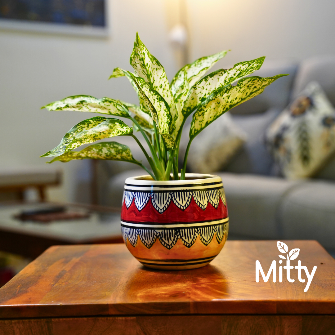 Aglanoma Snow White in Mandala Art Planter
