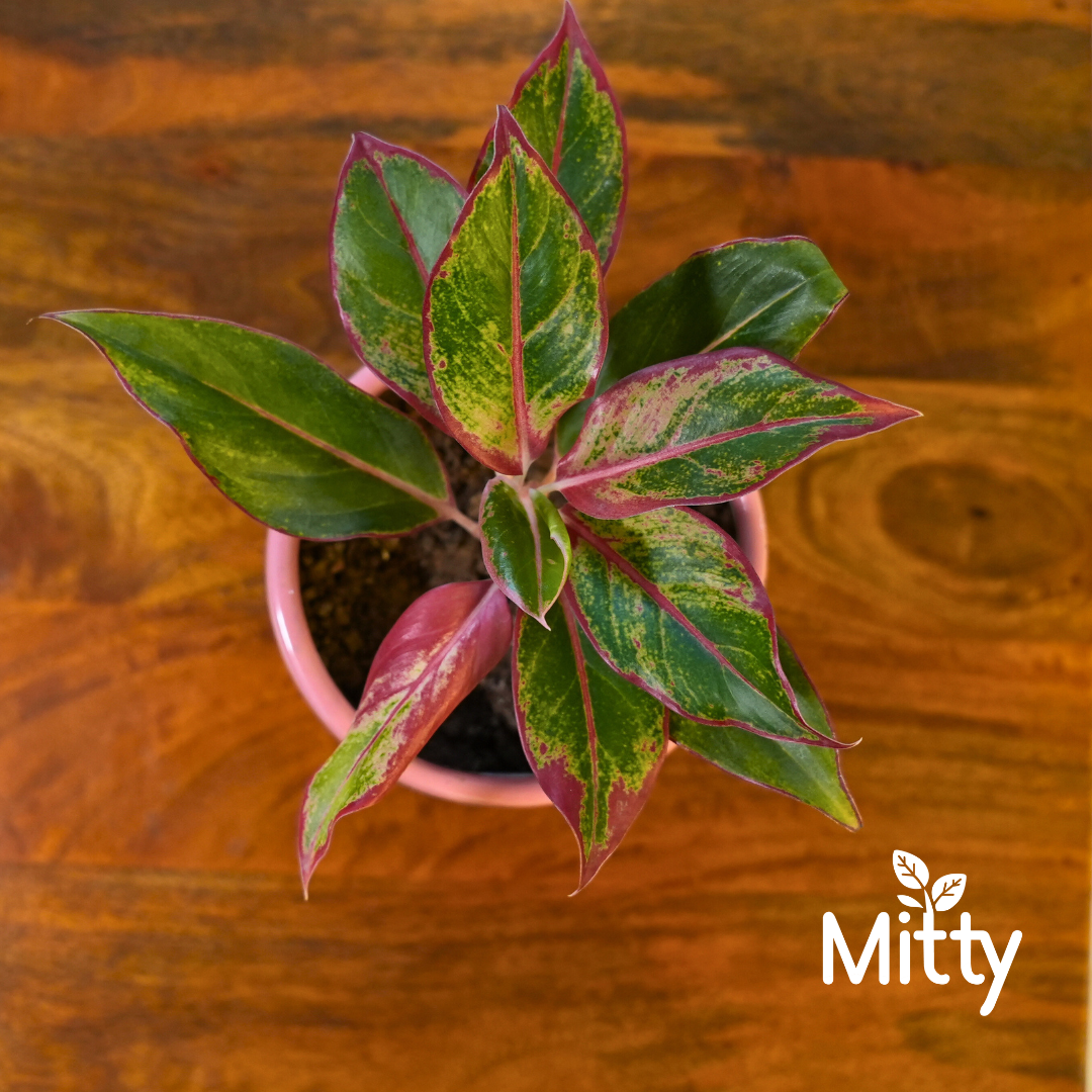 Aglanoma Red in Leafy Tales Planter