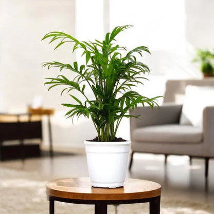 Bamboo Palm Plant
