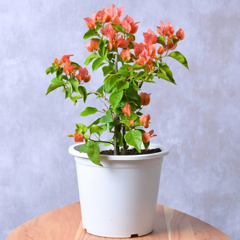 Bougainvillea (Orange) Plant