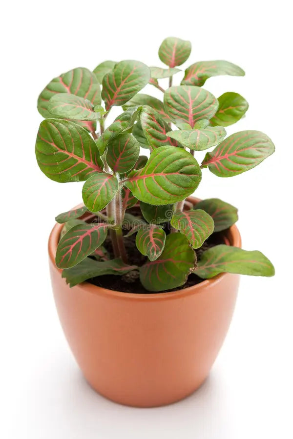 Fittonia (Nerve) Plant