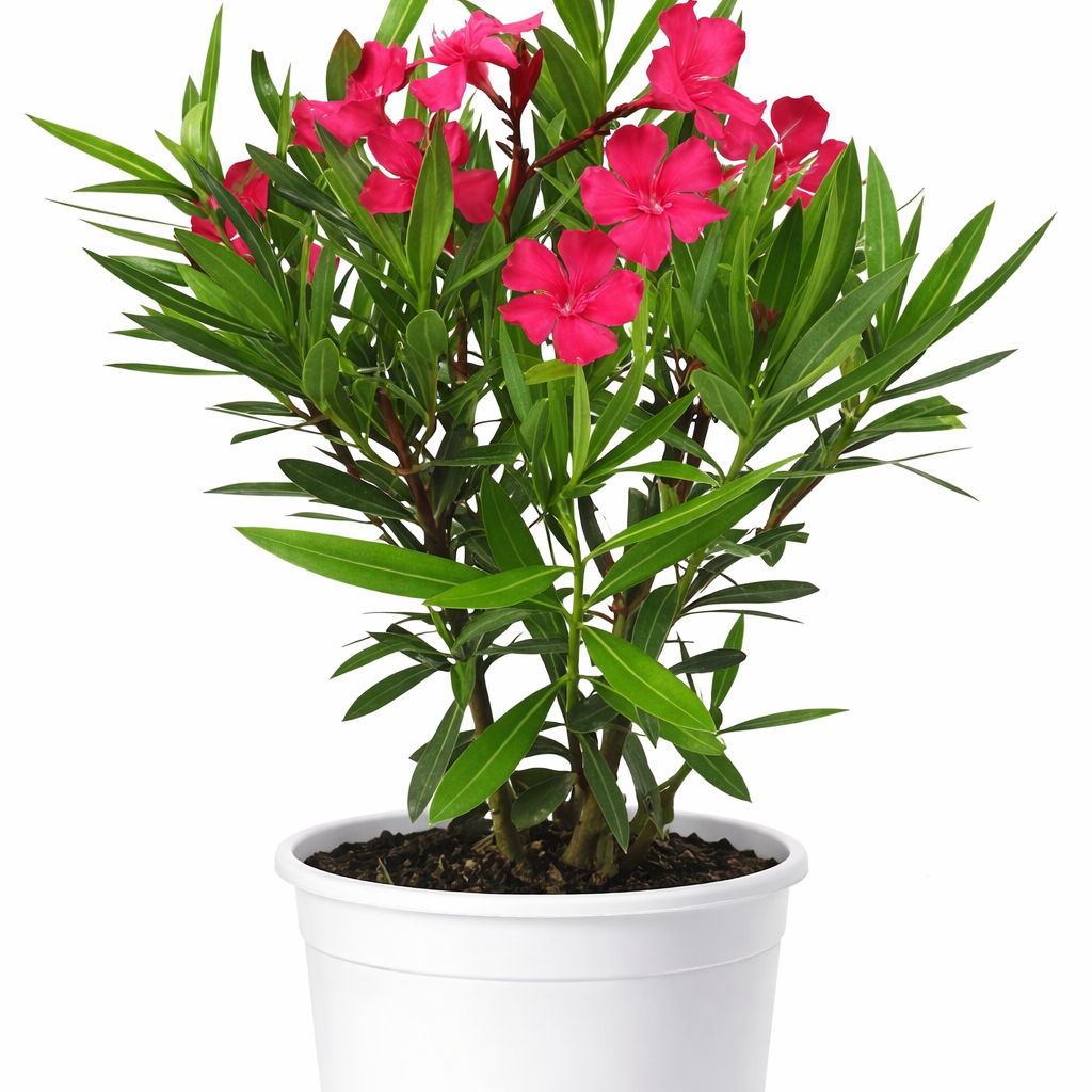 kaner plant in pot Oleander (Kaner) plant – Mitty