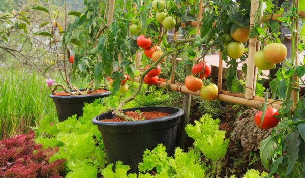 Start Your Home Vegetable Garden: Easy Steps for Beginners