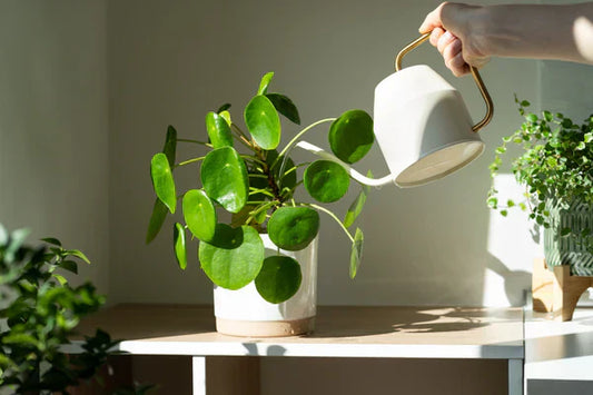 How to Care for Your Plants: Beginner’s Checklist
