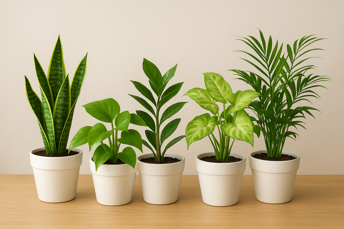 Top 5 low maintenance indoor plants
