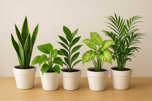 Top 5 low maintenance indoor plants