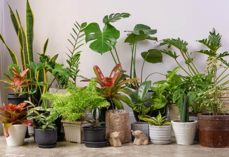 Top 10 Tropical Indoor Plants
