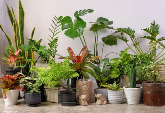 Top 10 Tropical Indoor Plants