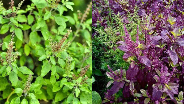 Krishna & Rama Tulsi: Two Sacred Plants, One Powerful Tradition