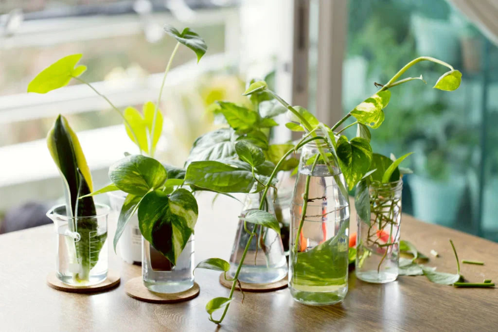 🌱 How to Propagate Plants Easily at home?