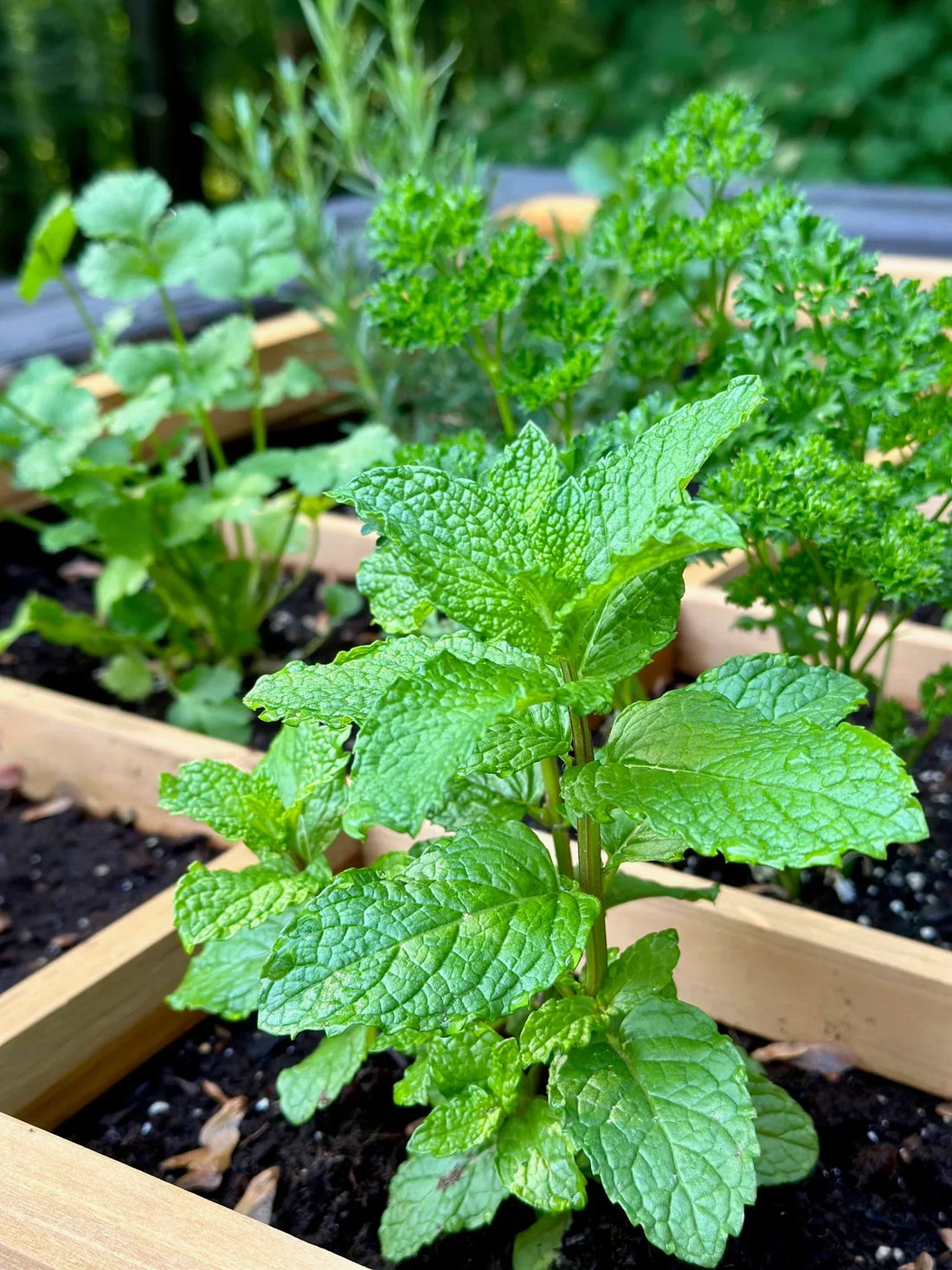 🌱 Top 10 Culinary Herbs to Grow at Home