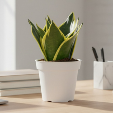 Indoor Plants