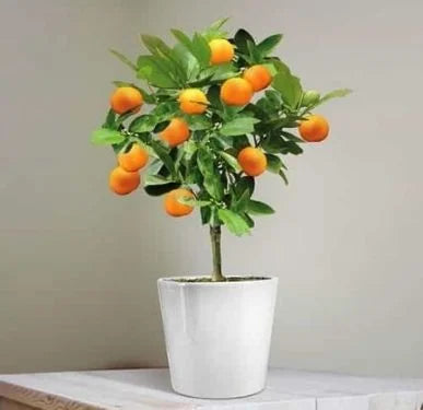 Fruit Plant