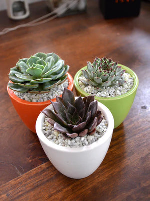 Succulents