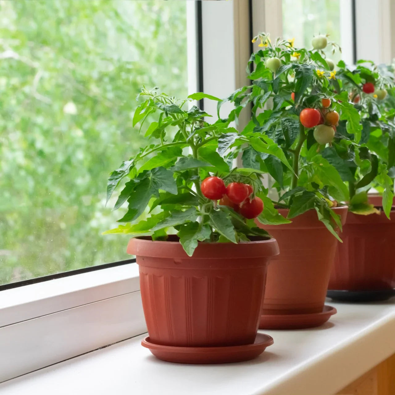 Vegetable Plants