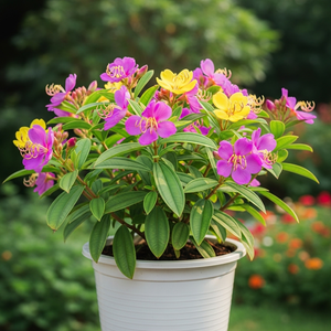 Flowering Plants