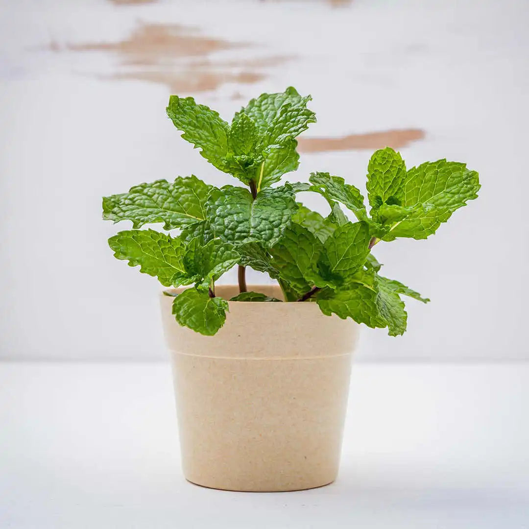 Herbs